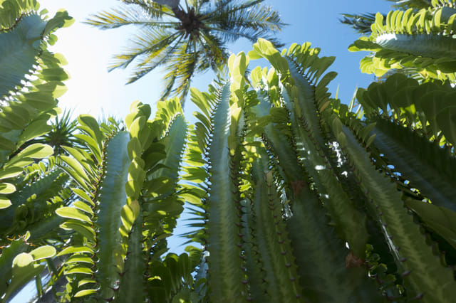 La guía definitiva para el cuidado del árbol africano de leche ...