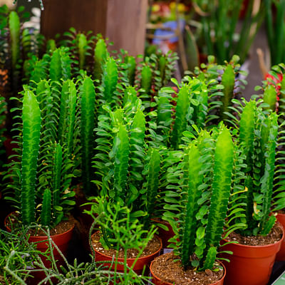 Euphorbia Trigona