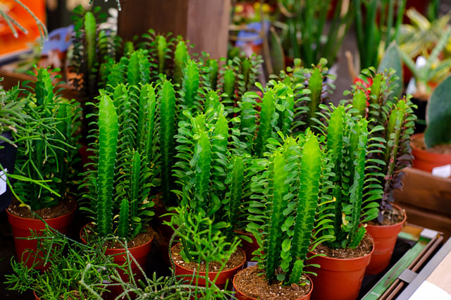 The ultimate plant care guide for an African Milk Tree (Euphorbia Trigona)