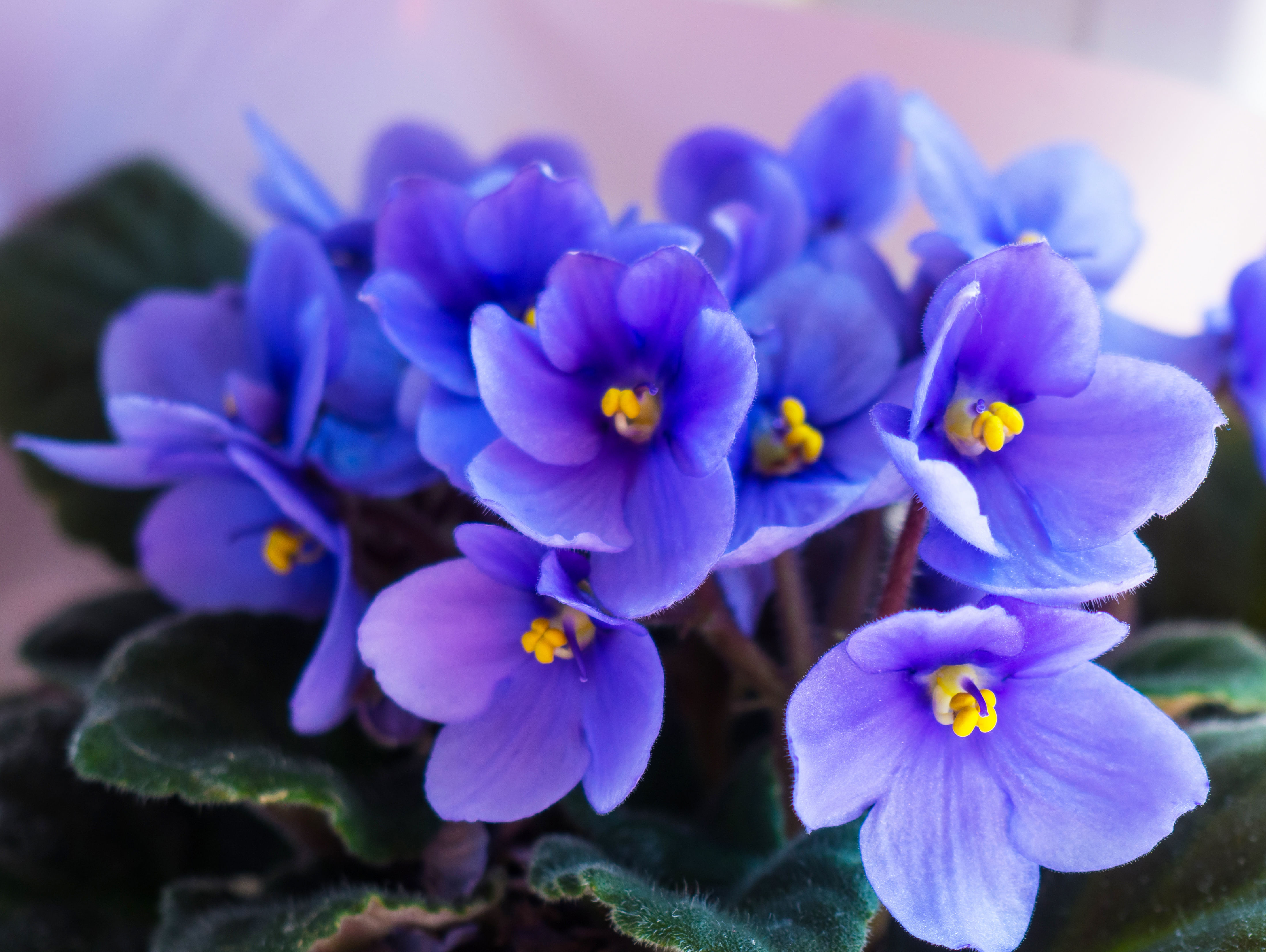 How To Take Care Of African Violets