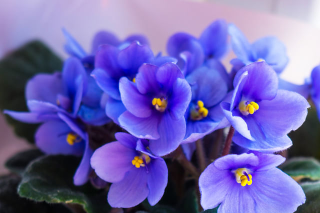 Afrikaanse viooltjes closeup-bloemen