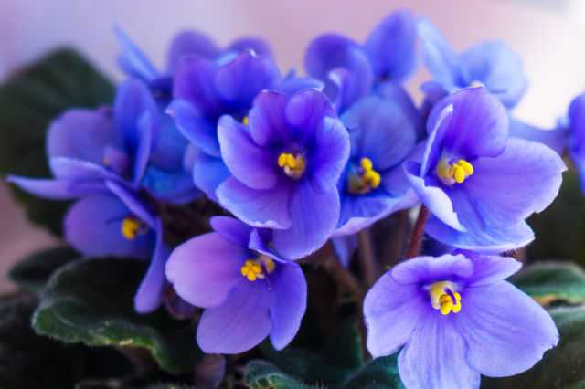 Kun jij je plant 10 dagen in leven houden?!