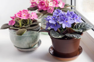 African violets in the bottom watering pot African violets in the bottom watering pot