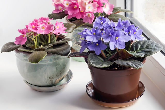 African violets in bottom watering pot
