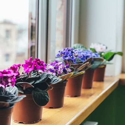 African violets