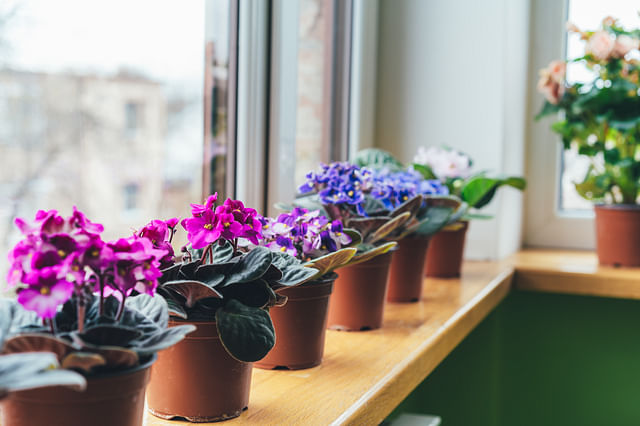 African violets in a windowsill