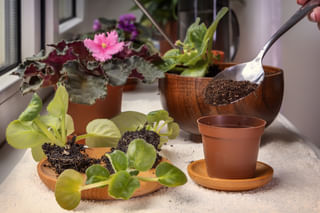 African violets planted in soil African violets planted in soil