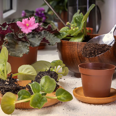 African Violets soil