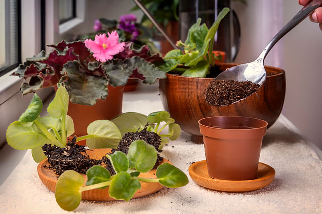 African violets planted in soil