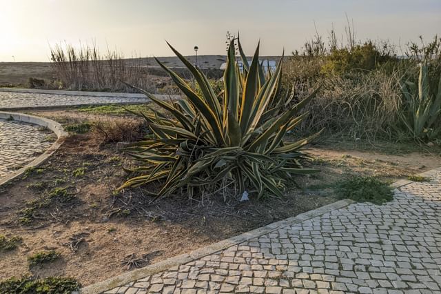 Agave-teelt in Portugal Agave-teelt in Portugal