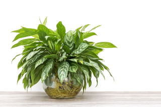 The ultimate plant care guide for the Aglaonema (Chinese Evergreens) The ultimate plant care guide for the Aglaonema (Chinese Evergreens)