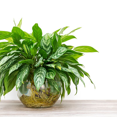 Costa Farms Trending Tropicals Aglaonema Live Indoor Plant, 14-Inches Tall, White Décor Planter