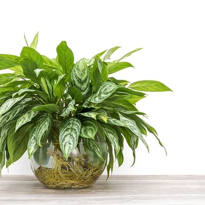 Aglaonema