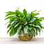 How to care for an Aglaonema (Chinese Evergreen)