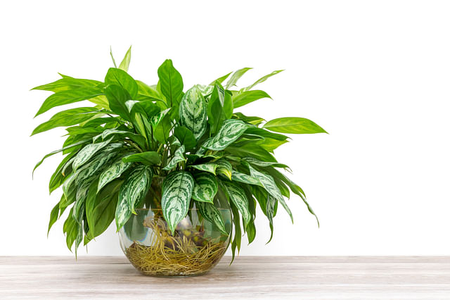 The ultimate plant care guide for the Aglaonema (Chinese Evergreens)