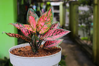 Aglaonema in nursery pot Aglaonema in nursery pot