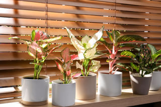 Aglaonemas in the sun Aglaonemas in the sun