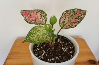 Aglaonema in a shady spot Aglaonema in a shady spot