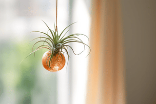 Air plants hanging from string Air plants hanging from string