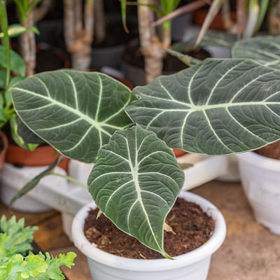 Alocasia Black Velvet