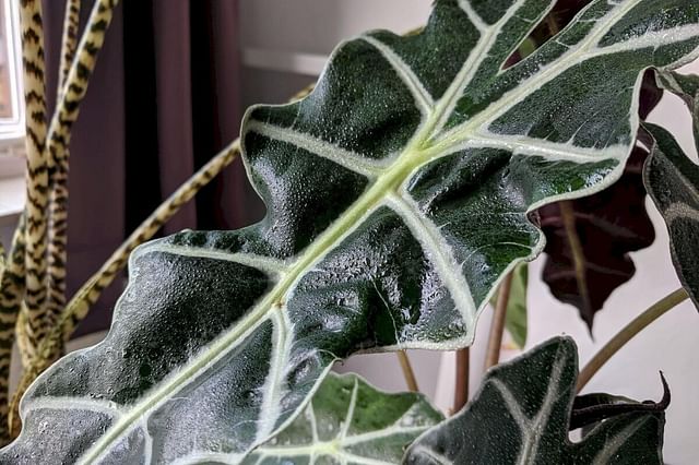 "Alocasia polly after misting"