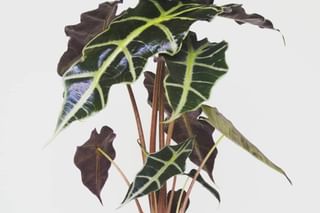 Alocasia Polly in pot Alocasia Polly in pot