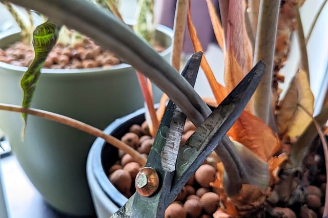 Pruning an Alocasia Polly