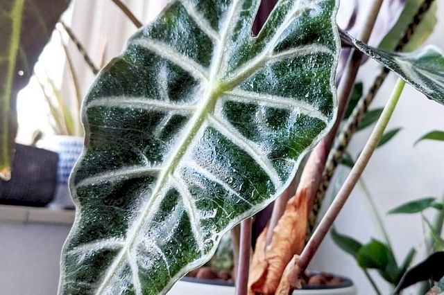 The ultimate guide for Alocasia Polly plant care