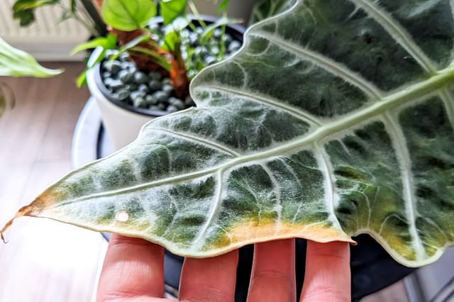 Yellowing leaves Alocasia Polly