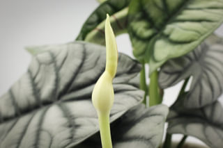 Alocasia Silver dragon Flower Alocasia Silver dragon Flower