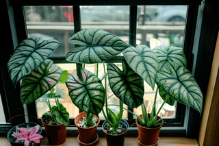 Alocasia silver dragin in a windowsill Alocasia silver dragin in a windowsill