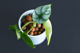 Alocasia Silver Dragon in Leca Alocasia Silver Dragon in Leca