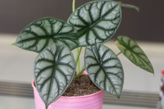 Alocasia Silver Dragon soil Alocasia Silver Dragon soil
