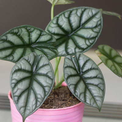Alocasia Silver Dragon Elephant Ears Indoor Plant in 9 cm Pot Approximately 9 cm Tall