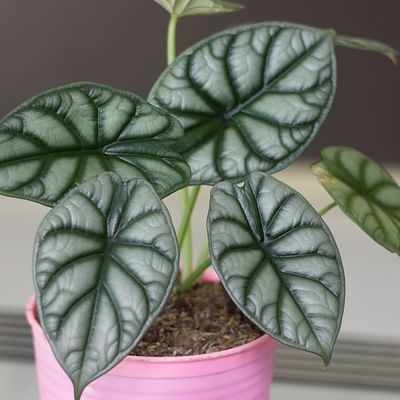 Costa Farms Live Indoor Plant, Trending Tropicals Alocasia Silver Dragon 12-Inches Tall, White Décor Pot