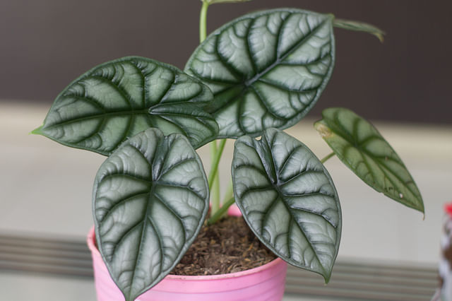 The ultimate guide for taking care of an Alocasia Silver Dragon