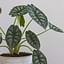 How to care for an Alocasia Silver Dragon