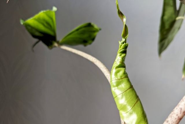 alocasia-stingray-in-de-zon.jpg