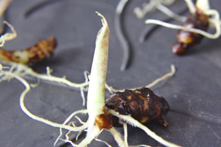 Alocasia Zebrina bulb with roots Alocasia Zebrina bulb with roots