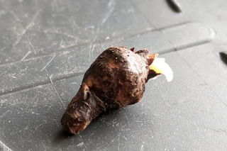 Alocasia seed Alocasia seed