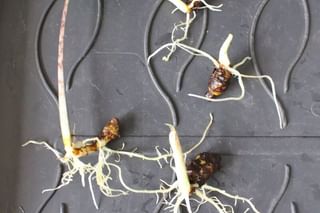Alocasia Zebrina bulbs in stages of development Alocasia Zebrina bulbs in stages of development