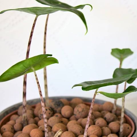 Can you reuse the Leca balls?