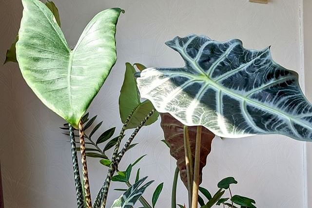 Alocasias in een west gericht venster