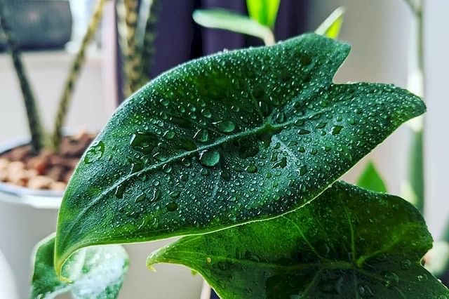 7 plantas de interior que absorben la humedad - Mejor con Salud