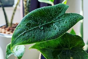 Augmenter l'humidité de l'air autour des plantes d'intérieur