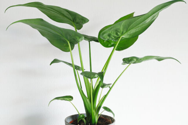 alocasia_cucullata.jpg
