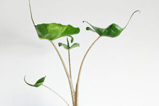 Alocasia Stingray Alocasia Stingray