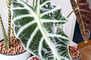 Alocasias in Leca Alocasias in Leca