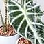 The pros and cons of using Leca to grow your plants
