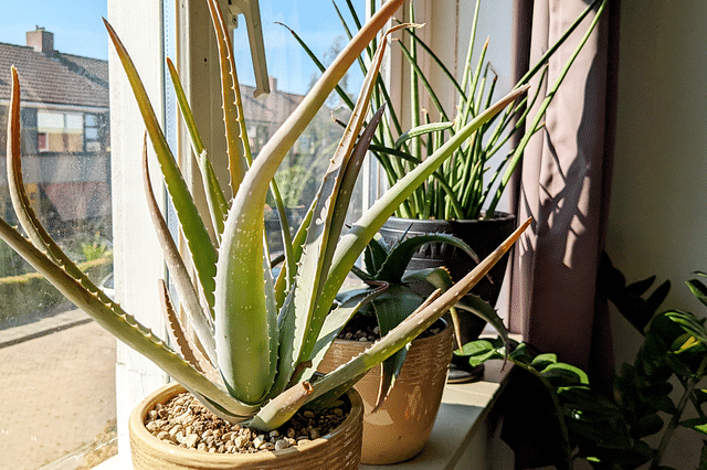 Aloe vera in direct sunlight